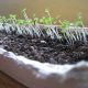 Grow Your Own: Winter Lettuce and Microgreens 1