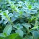 How to Get Started with Herbalism on a Budget 1
