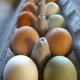 Tips for Keeping Backyard Hens
