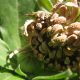 Harvesting, Preserving, and Infusing Calendula Flowers 5