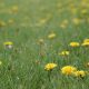 Spring Foraging: A Recipe for Dandelion Greens and Roots 2