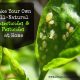 In the Garden: How to Make Your Own Homemade Organic Insecticides and Pesticides