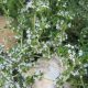 Growing Common Garden Thyme ~ And a Recipe for Thyme Honey 6