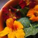 Nasturtiums: The Beautiful, Nutritious, and Easy to Grow Edible Flower 1