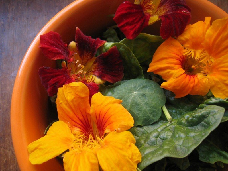 Nasturtiums: The Beautiful, Nutritious, and Easy to Grow Edible Flower