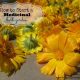 How to Start a Medicinal Herb Garden