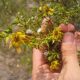 Creating a Kitchen Pharmacy: How to Wildcraft Herbs