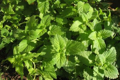 Creating a Kitchen Pharmacy: Tips for Buying and Storing Medicinal Herbs