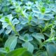 Creating a Kitchen Pharmacy: When and how should I harvest medicinal herbs?