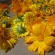 Creating a Kitchen Pharmacy: Traditional Methods of Preserving Homegrown Herbs 6