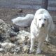 Herbal Remedies for Common Pet and Livestock Ailments 1