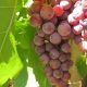 Tips for Preserving Grapes 3