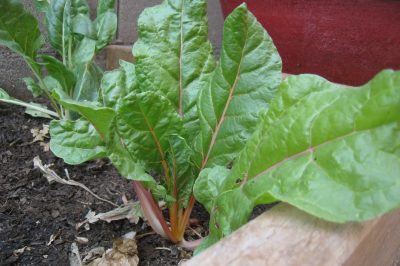 Alternatives to Growing a Garden