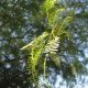 Foraging: How to Make Your Own Gluten-Free Mesquite Pod Flour