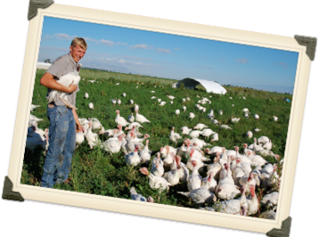 Tips on Buying an Organic, Free Range, or Local Pasture-Raised Turkey for Thanksgiving 1