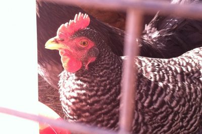 Herbs for Chicken Health: How to Make an Herbal Feed Supplement for Backyard Chickens 2