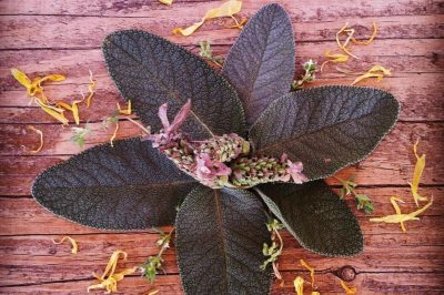 Herbs for First Aid: A Recipe for a First-Aid Antiseptic Wound Spray 1