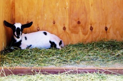 Modern Homesteading and Sustainable Living :: Romance vs. Reality 8