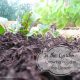In the Garden :: Growing Food in the Desert