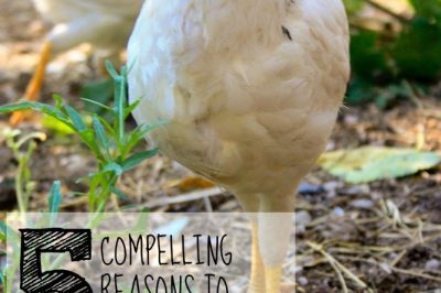 5 Compelling Reasons to Raise Your Own Meat Birds & Tips on How to Get Started