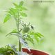 10 Easy To Grow Fruit & Vegetable Plants for Small Gardens
