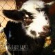 Raising Homesteading Dairy Goats