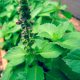 Holy Basil (Tulsi) for Stress Relief :: And Tips for Daily Use