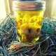 How to Make Pinon (Pinyon) Oil and Salve 2