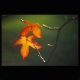 The Autumnal Equinox - Learning at Home 1