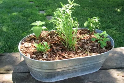 Day 13: Growing Your Own Herbs 1