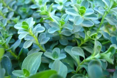 How to Get Started with Herbalism on a Budget 1