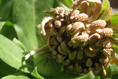 Harvesting, Preserving, and Infusing Calendula Flowers 5