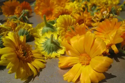Creating a Kitchen Pharmacy: Traditional Methods of Preserving Homegrown Herbs 6