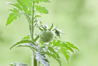 10 Easy To Grow Fruit & Vegetable Plants for Small Gardens