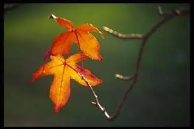 The Autumnal Equinox - Learning at Home 1